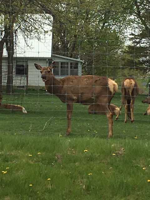 In a fenced backyard