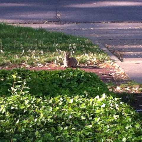The Rabbit agrees