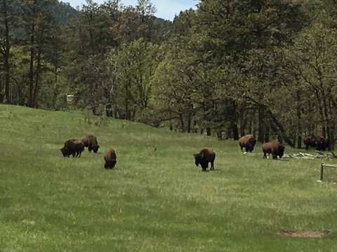 Custer State Park