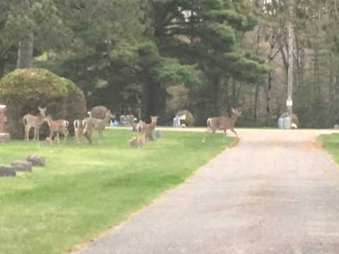Cemetary Deer at Grazing Time