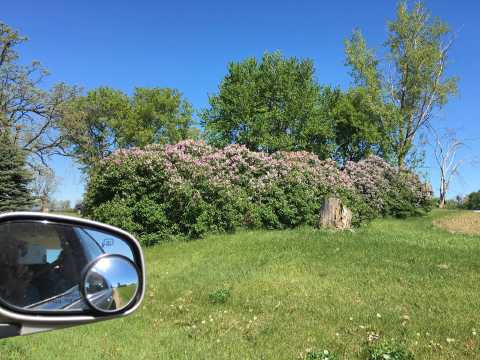 Lilacs Bushes all over