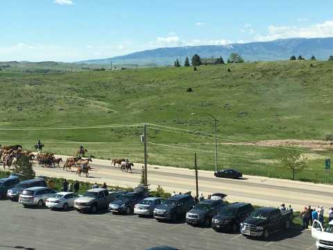 Horse Round Up